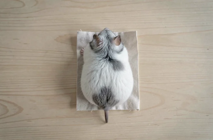 Vue du dessus d'un hamster nain blanc et gris posé sur une surface en bois permettant d'observer son anatomie